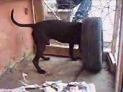 pitbull lastik