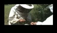 video ana arı hasatı