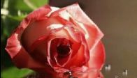 video Gloria Gaynor - I Love You Baby
