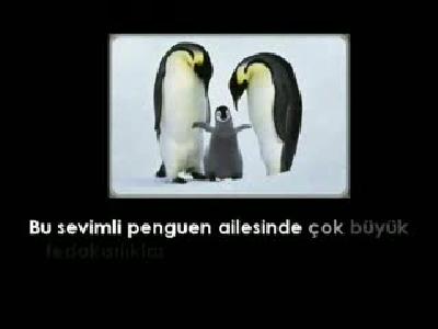 penguenler ve fadakarlık