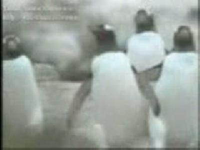 penguenler