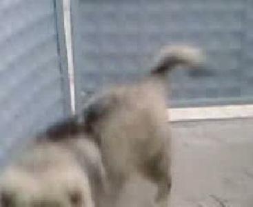 kafkas coban köpegi karabas