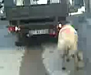 hayvan hayvanı çekiyor