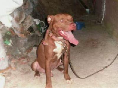 pitbull