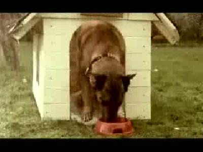 komik köpekli reklamlar