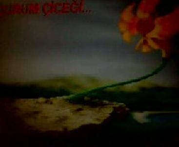 uçurum çİceĞİ