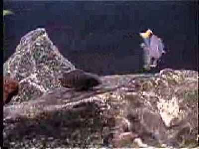 cichlid çiftleşme