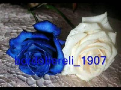 sibel can-maraz
