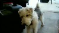 video Heavy Metalci Köpek