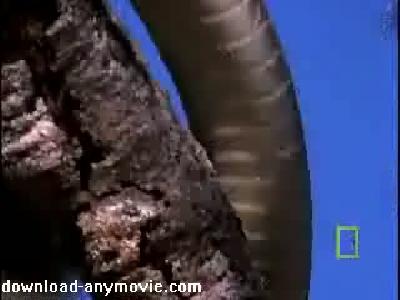 Black Mamba vs Animal Kingdom