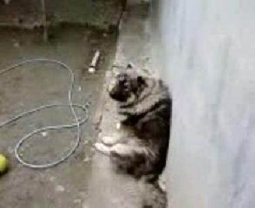 kafkas coban köpegi