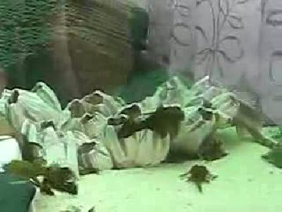 cüce vatozlar