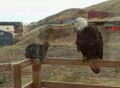 kartal vs kedi