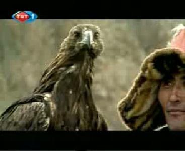 kartal kurdu avlıyor
