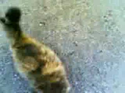 hem şişko hem şırnaşık ((: