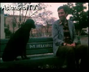 saban - köpege taciz