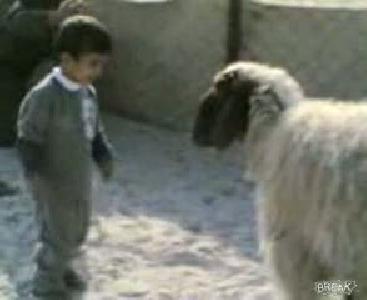 koyun ve çocuk