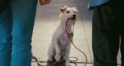 köpek oteli fragman 2 hq