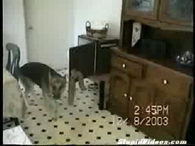 hizmetci köpek
