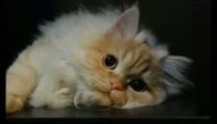 CANDAN ERÇETİN - KEDİ ÖZLEDİ