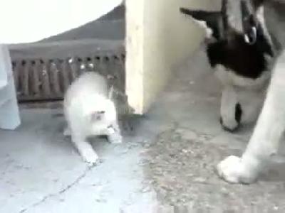 sibirya kurdu ve yavru kedi